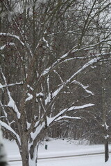 Trees Snow Fall Winter Scene