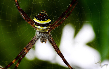spider on web