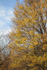 Autumn Leaves Changing Colors in Ohio