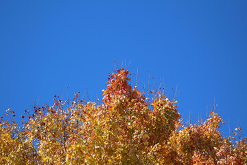 Autumn Leaves Changing Colors in Ohio
