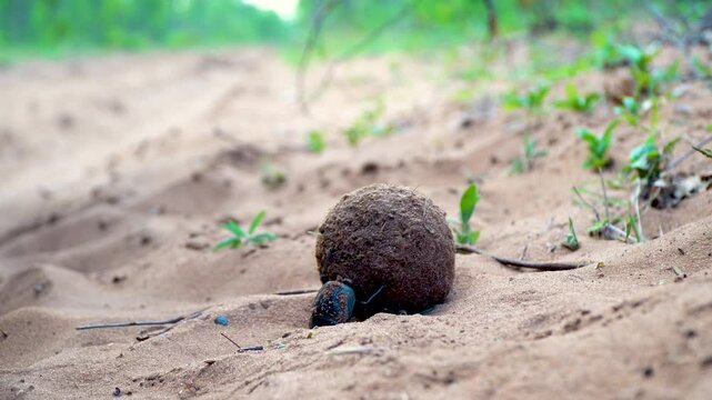 Dung beetle pushing a large ball of dung