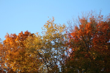 Autumn Leaves Changing Colors in Ohio