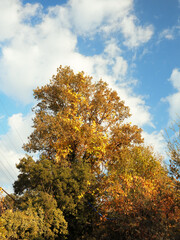 Fototapeta premium autumn trees in the autumn