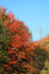 Autumn Leaves Changing Colors in Ohio