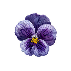 Naklejka premium Floral Elegance: A captivating close-up of a vibrant pansy bloom, displaying intricate details of petals, from deep violet to delicate lavender hues.