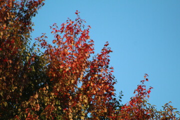 Autumn Leaves Changing Colors in Ohio