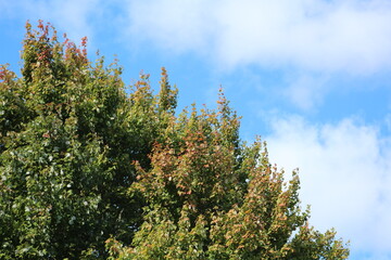 Autumn Leaves Changing Colors in Ohio