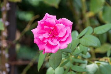 鮮やかなピンクのバラ