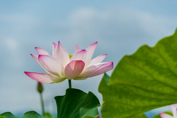 青空の下で咲くハスの花