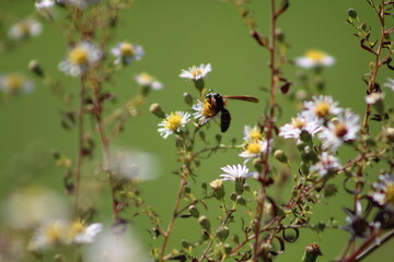Garden Flowers Bright Candid Focus