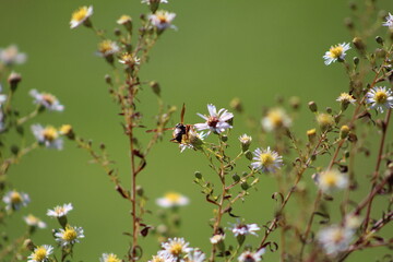 Garden Flowers Bright Candid Focus