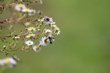 Garden Flowers Bright Candid Focus