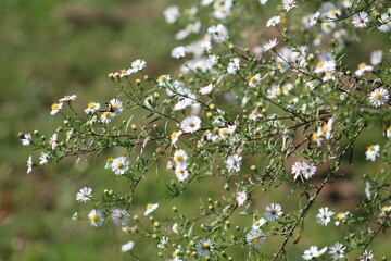Garden Flowers Bright Candid Focus