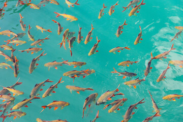 Vibrant fish in clear waters of khao sok national park, thailand