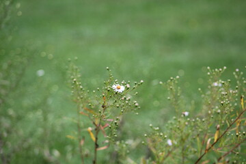 Garden Flowers Bright Candid Focus