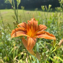 Orange Blossoming Flower Green Background