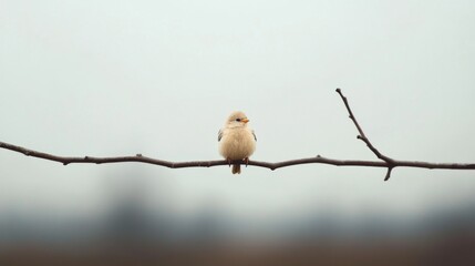 Fototapeta premium Small bird perched on a bare branch against a muted background.