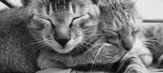 cat sleeping on the floor