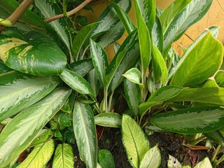 Vibrant Tropical Foliage with Lush Green Leaves