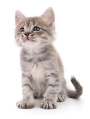 Kitten on white background.