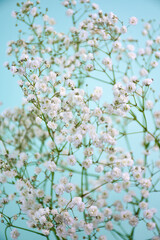 Snow-white gypsophila flowers on a blue background. Delicate and graceful inflorescences create a feeling of lightness and romance