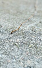 Processionary Caterpillars Crossing the Street.