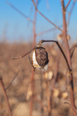 cotton field in autumn after harvesting. cotton wool residue on bushes, cotton disease