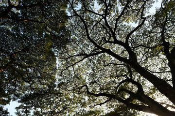 tree in the park