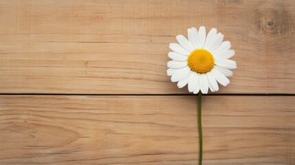 Obraz premium Single daisy on rustic wood background.