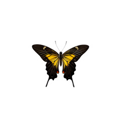 Papilio Butterfly: A stunning Papilio butterfly, showcases striking patterns, with black and yellow wings, poised delicately. 