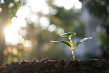 Small pumpkin sprout growing macro closeup