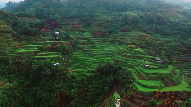 Aerial view of Banaue Rice Terraces, Ifugao, Philippines.
these ancient rice fields cascading down the mountainside, a testament to the ingenuity and perseverance of the Ifugao people