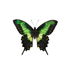 Emerald Swallowtail Butterfly:  A vibrant emerald swallowtail butterfly with intricate black and yellow markings, its wings spread wide in a delicate display of nature's beauty.