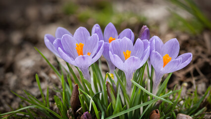 Fototapeta premium purple crocus flowers in spring