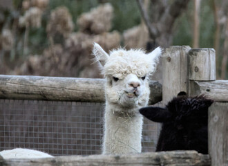 Obraz premium white alpaca animal head and neck close up chewing on grass (funny looking silly furry creature) zoo feed feeding hay wooden enclosure chew chewing staring goofy curly hair
