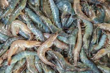 Shrimp. Fresh raw shrimps at the market for sell. Heap of prawns with top view. Shrimp pattern, prawn texture.