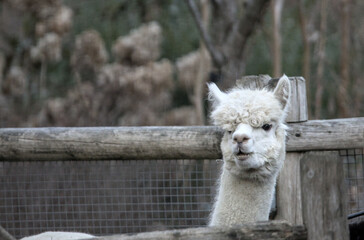 Obraz premium white alpaca animal head and neck close up chewing on grass (funny looking silly furry creature) zoo feed feeding hay wooden enclosure chew chewing staring goofy curly hair