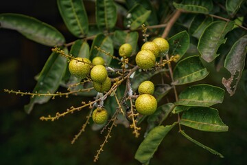 longan on a tree
