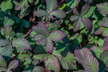 thorny thickets of blackberry (Rubus ulmifolius) as background top view