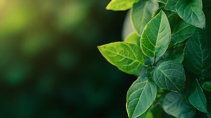 Fresh green leaves illuminated by soft sunlight, creating a serene and natural backdrop that emphasizes the beauty of nature.