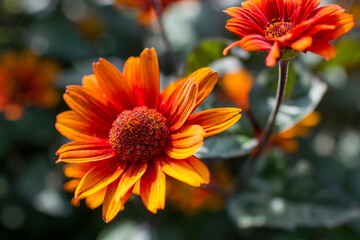 rudbeckia flowers in the garden - soft focus