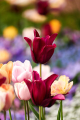 Close up of Garden tulip plant in the field with blur backgyound