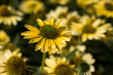rudbeckia flowers in the garden - soft focus