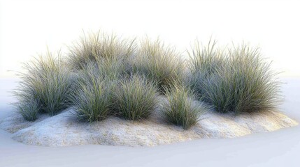 Lush Green Grass Clump on Sandy Soil in Bright Natural Light
