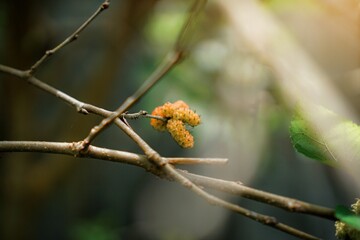 yellow mulberry fruit