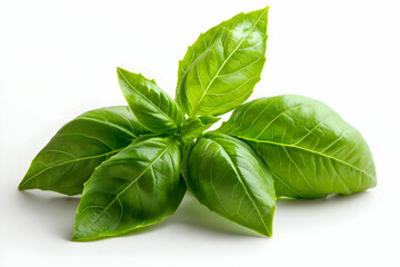 Obraz premium Fresh Basil Leaves on White Background for Culinary and Health Use