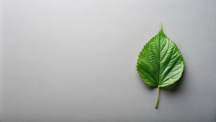 Single Vibrant Green Leaf on a Neutral Gray Background, Perfect for Minimalist Designs and Nature-Inspired Projects