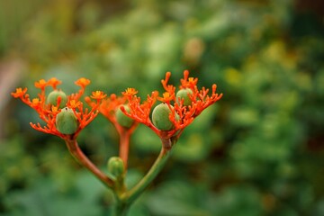 The red fruit of the jatropa plant and the green fruit are still small