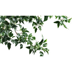 Obraz premium Lush Greenery Branch: A vibrant and lush branch with delicate green leaves, perfect for adding a touch of natural beauty to your designs.