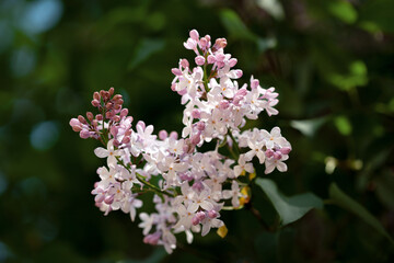 Blooming lilac flowers in a vibrant spring garden showcasing natures beauty